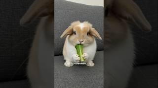 Cute Rabbit Eating Lettuce Leaves 🐰🥬 #cute #rabbit #animallovers #bunny