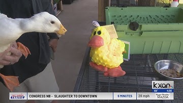 A Georgetown duck is missing her bill. A 3D printer could change that.