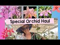 Special orchid haul lets see some wishlist buys