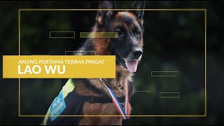 Lao Wu - Anjing Pertama Terima Anugerah Polis Pahang Lao Wu - Anjing Pertama Terima Anugerah Polis Pahang