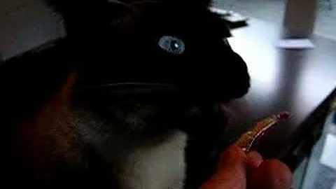 Cats love Yogurt