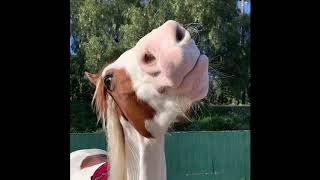 The #1 Git Up Dance ✅ Horse sings & dances making this the National Giddy Up Challenge  (TheGitUp)