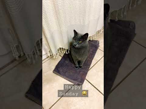 Smoky gray Tom Cat #cat #kittycat #graycat #chartreuse #americanbobtail #manxcat #catshorts #meow #k