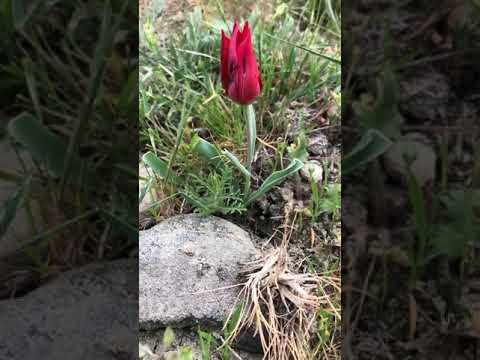 Vídeo: Tulipa D'Eichler