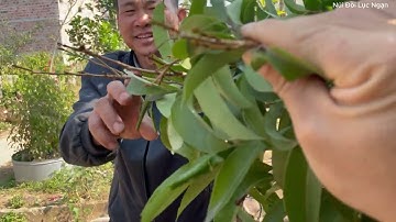 Vải Thiều Lục Ngạn Đã Báo Hoa Mùa 2025 l Núi Đồi Lục Ngạn