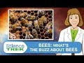 Bees whats the buzz about bees  science trek
