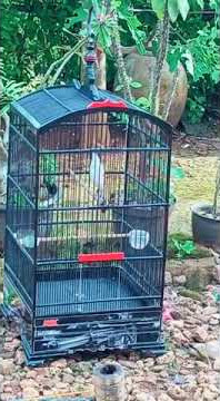 cendet madura full tembak #cendetmadura #cendetgacor #masteran