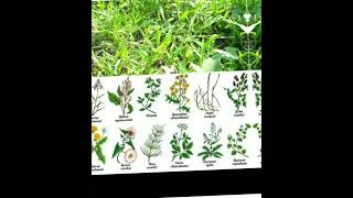 √54 Распространение Культурных растений.Сорные травы