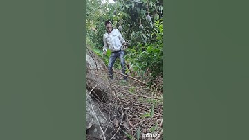 Funny. A thief slapped by a Mango tree while trying to steal from a witch doctor