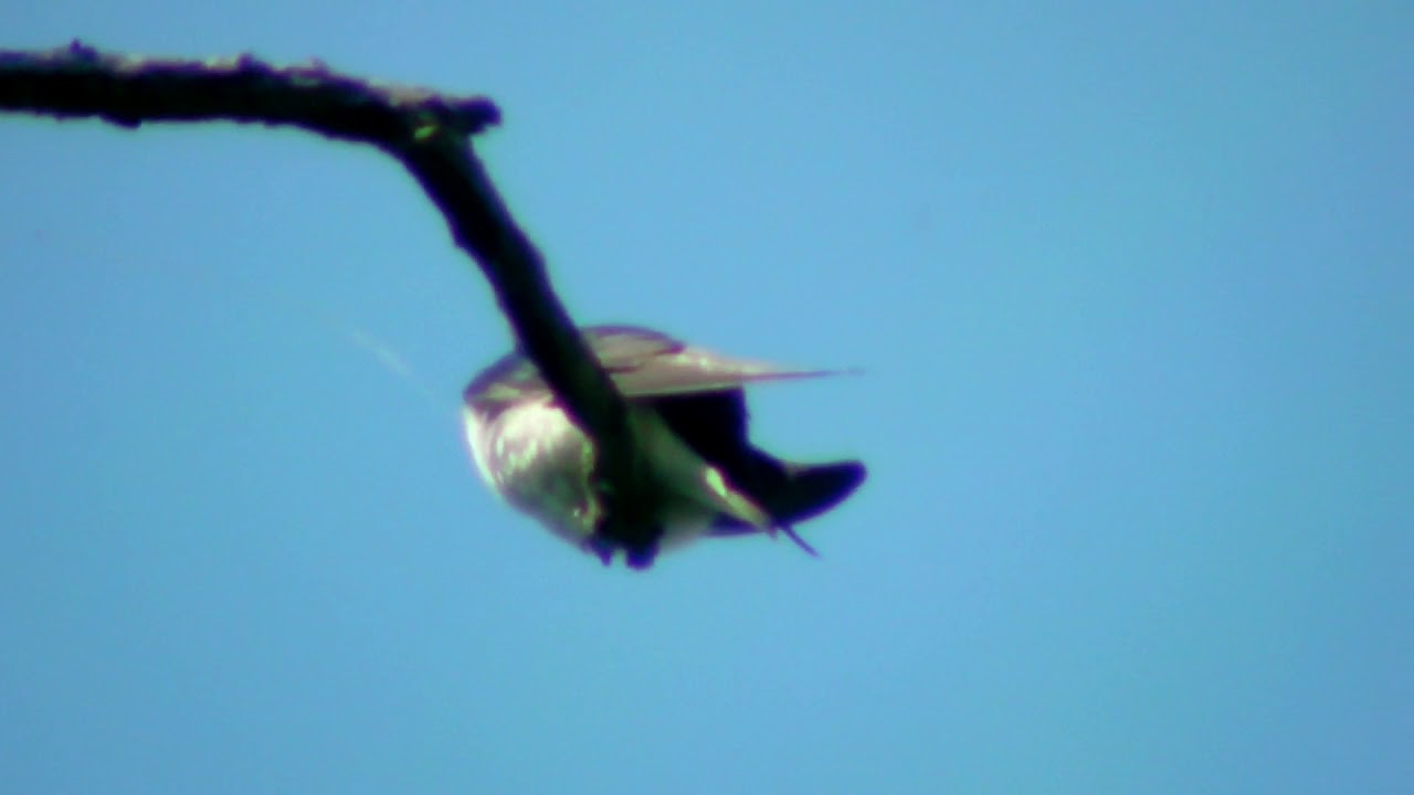 Into the Wild with Tree Swallows