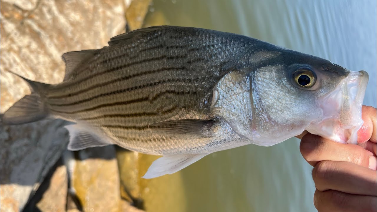 IT TOOK ME 6 MINUTES TO FIND THEM, WIPER (HYBRID BASS) YouTube