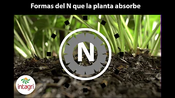 ¿Cuáles son las dos formas en que las plantas pueden utilizar el nitrógeno?