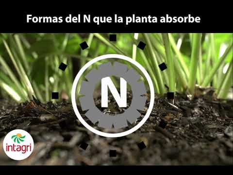Formas de Nitrógeno (N) que la planta absorbe