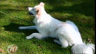 Tampa Dog Trainer Helene Scott Interviewed by David Wirth