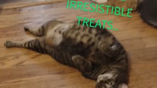 #irresistibles #fatcats tricks for treats..