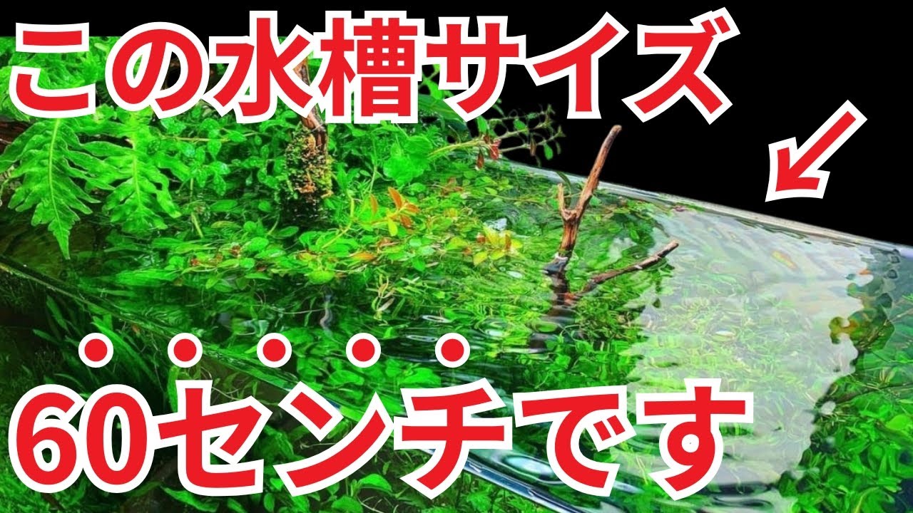 メーカー標準の60センチ水槽でも、これすれば超カッコ良くできる!!