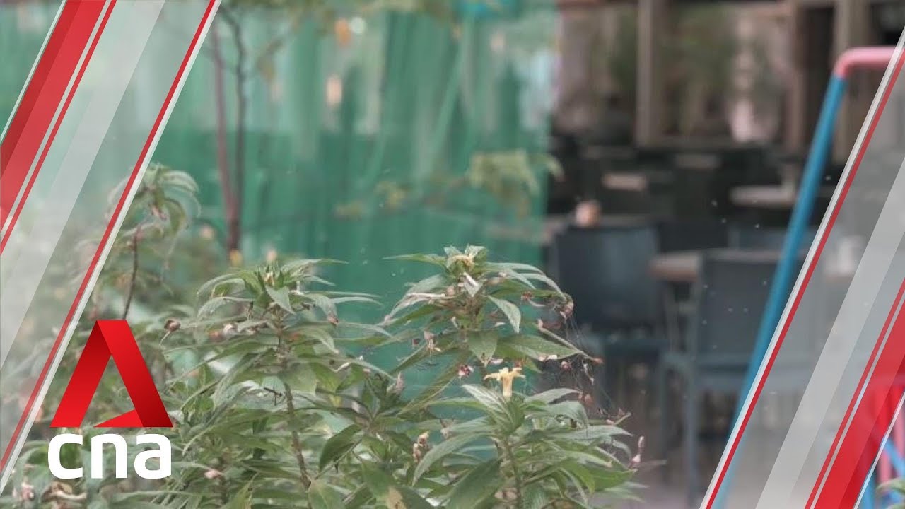 Singapore news No respite for residents, businesses despite efforts to fight Pandan Reservoir midge problem