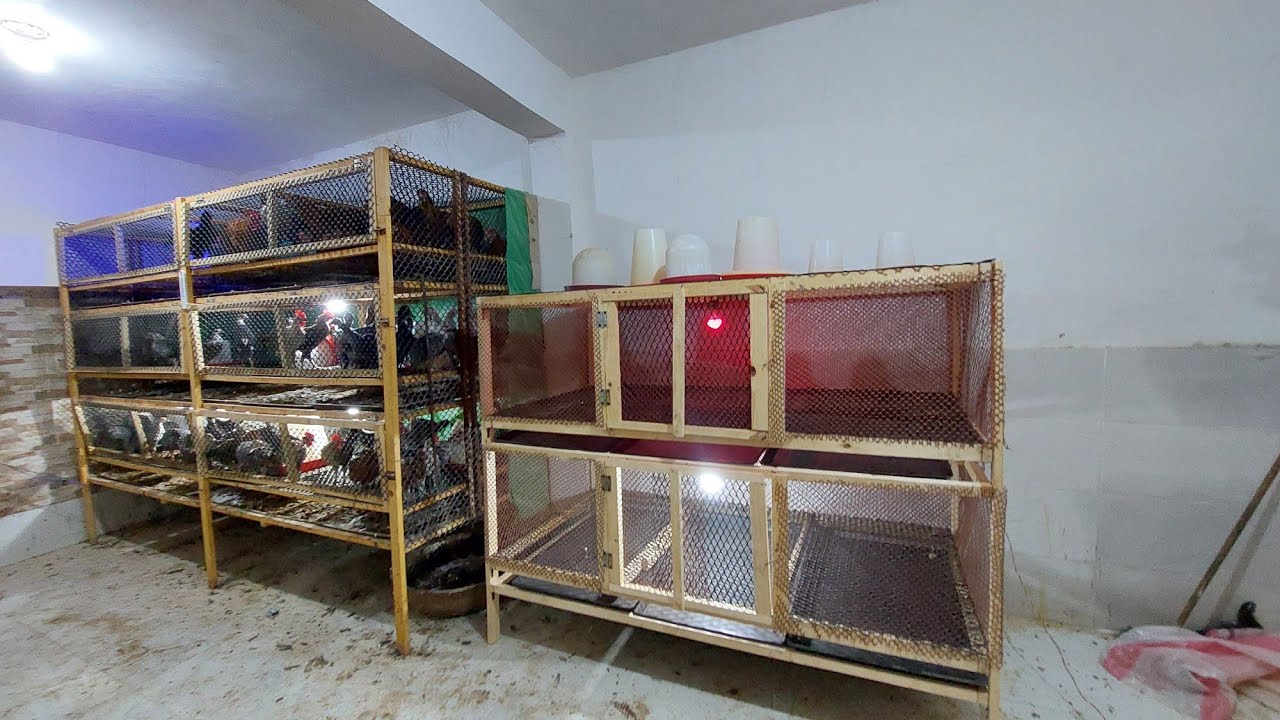 طريقة صنع بطارية دورين لجميع انواع الدواجن