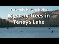 Mystery Trees In Tenaya Lake Yosemite Nature Notes Episode 36 
