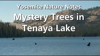 Mystery Trees in Tenaya Lake - Yosemite Nature Notes: Episode 36
Tenaya Lake is one of the largest lakes in Yosemite National Park, and it’s also one of the most accessible. Thousands of visitors have seen the trees that protrude from the lake surface, but most don’t realize the dramatic underwater story of ancient droughts that these trees tell.
For an audio described version of this video go to: https://youtu.be/F3J1RHtKHpw. Mystery Trees in Tenaya Lake - Yosemite Nature Notes: Episode 36