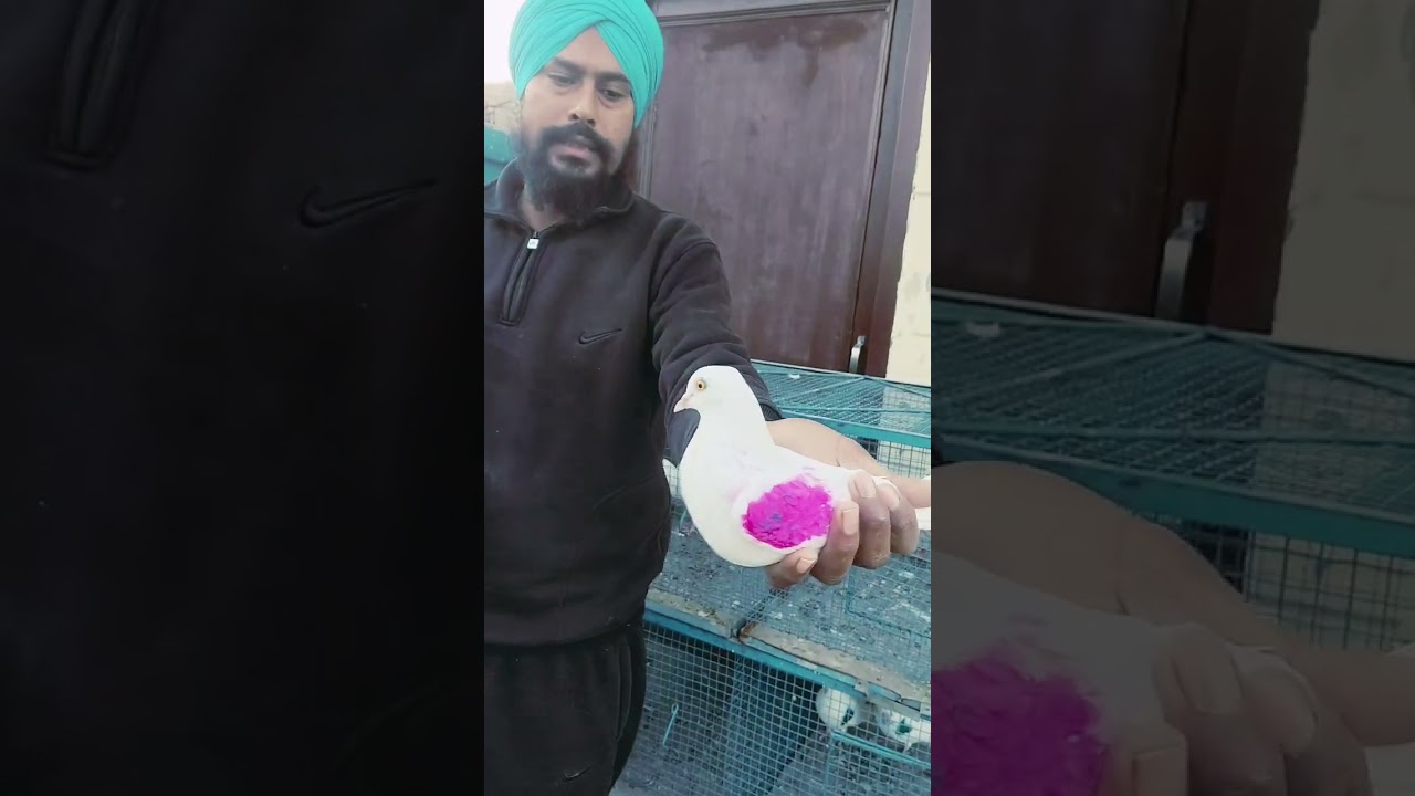 ਫੁੱਲ ਗਰੰਟੀ ਨਾਲ ਵੱਡੇ ਜੋੜੇ ਤੇ ਪੱਲੀ ਸਾਫ਼ ਕਬੂਤਰ ਤੇ ਚੀਕ ਬੱਚੇ ਲੈਣ ਲਈ ਸੰਪਰਕ ਕਰੋ ਜੀ ਹਰਜੀਤ ਸਿੰਘ 9914061506