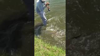 We Caught This Giant Prehistoric Fish In Florida