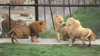 :       . Hero of the day is the lion Victor and the bully Dale.