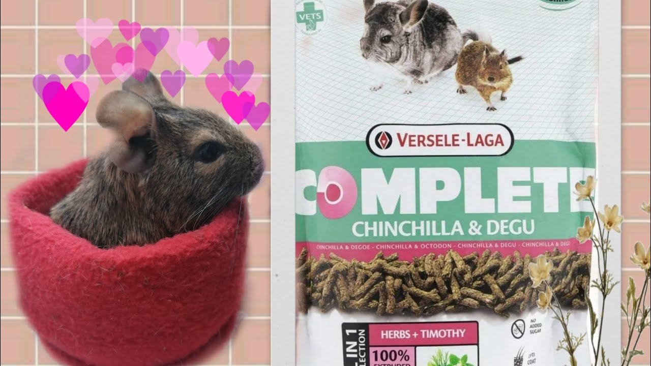 Корм для шиншилл и дегу Versele-Laga/Даю животным на пробу.