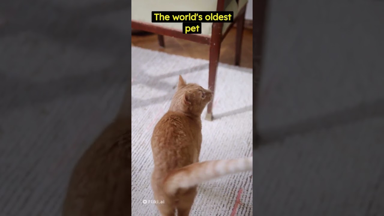 🐱 3 Unbelievable Cat Stories You Won't Believe! 🐱