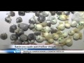 Capturan a ratÃ³n narcotraficante en cÃ¡rcel de Brasil