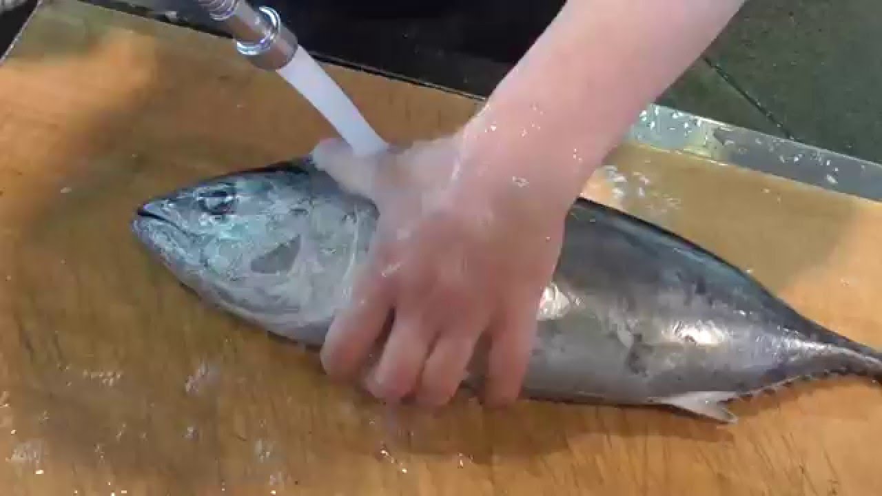 ヨコワ 黒マグロ仔魚 をさばく 和歌山 釣太郎 動画紹介 Youtube