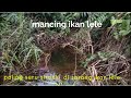 mancing ikan lele babon