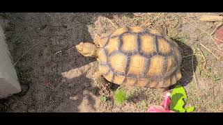 6 Year Old male Sulcata Tortoise How big is he now? 🐢