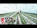 《走近科学》农田也爱甲壳素 生物肥料虾蟹壳再显功效 20180906 | CCTV走近科学官方频道