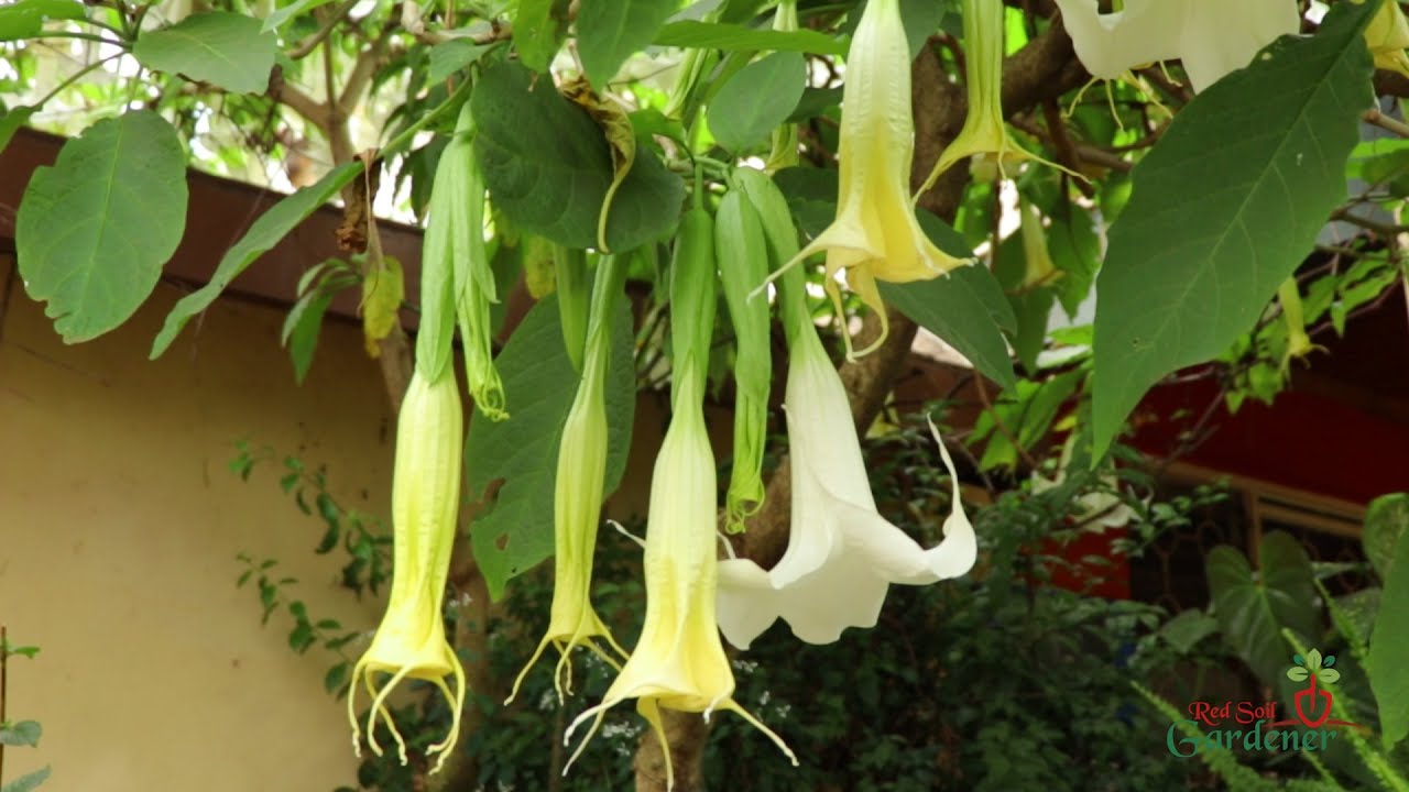 Propagation Tips | Angel's Trumpet (Brugmansia)