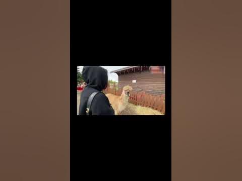 Реально нефар - YouTube