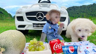 Baby monkey Bim Bim and puppy go to a picnic to eat lunch