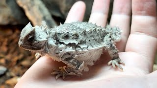 【Child of horned lizard】Leave molting to the owner