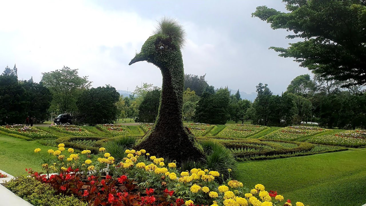  Taman  Bunga  Cipanas Panoramio Photo of Taman  Bunga  