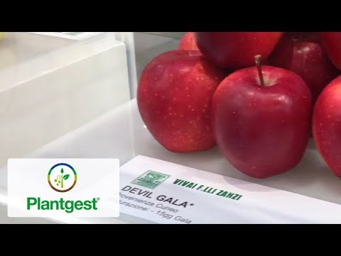 Video: Apple Pink Lady: caratteristiche varietali, coltivazione, foto