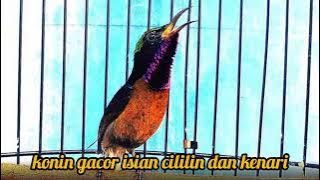 MASTERAN KONIN ISIAN CILILIN DAN KENARI