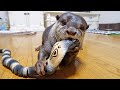 コブラを瞬殺するカワウソビンゴ&ベル/Otter Bingo&Belle the cobra snake hunter