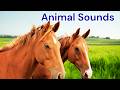 Animal Sounds for Toddlers🐎  | Real Animals for Preschool Kids |Animal learning Video