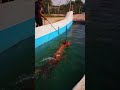 🤡Happy Horse Swimming: আনন্দঘন পুল গোসল😍 #HorseBath#SwimmingHorse #shorts #ঘোড়া সুইমিং পুল #horse