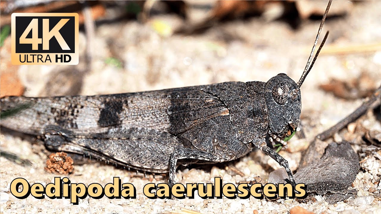 Blue-winged grasshopper (Oedipoda caerulescens)