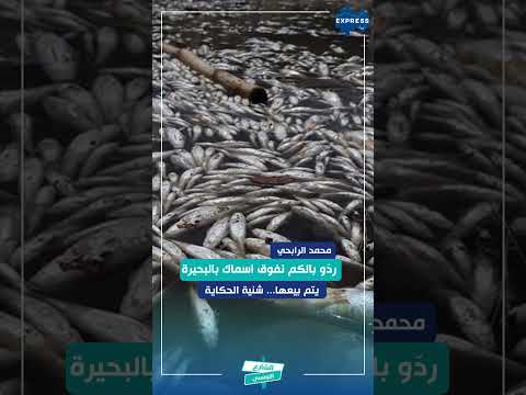 رد و بالكم نفوق اسماك بالبحيرة يتم بيعها شنية الحكاية