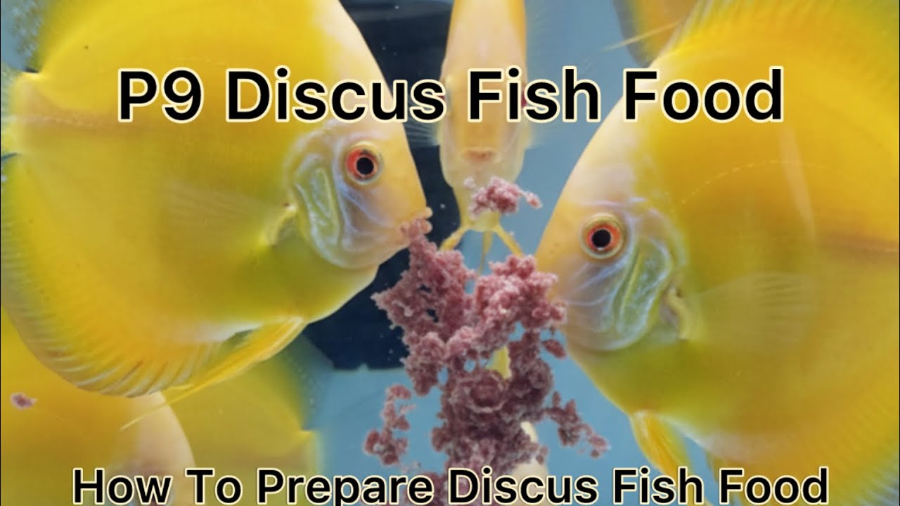 Mix Discus How to make Discus Fish Food | Frozen Discus Food | heart mix - YouTube