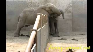 Elephant wahts to mate with its neighbor , 