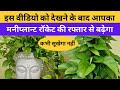 मरता हुआ मनीप्लान्ट भी रॉकेट की रफ्तार से बढ़ेगा कभी सूखेगा नहीं ।। best care of money plant । L G