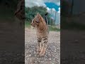 ¿Ven los gatos en la oscuridad?